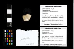 Foto (Objekt + Etikett) von Crustacea indet.  (NHMW-GEO-2014-0194-0959)